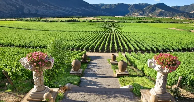 Vinhos do Chile: Uvas, Regiões e Sabores Excepcionais